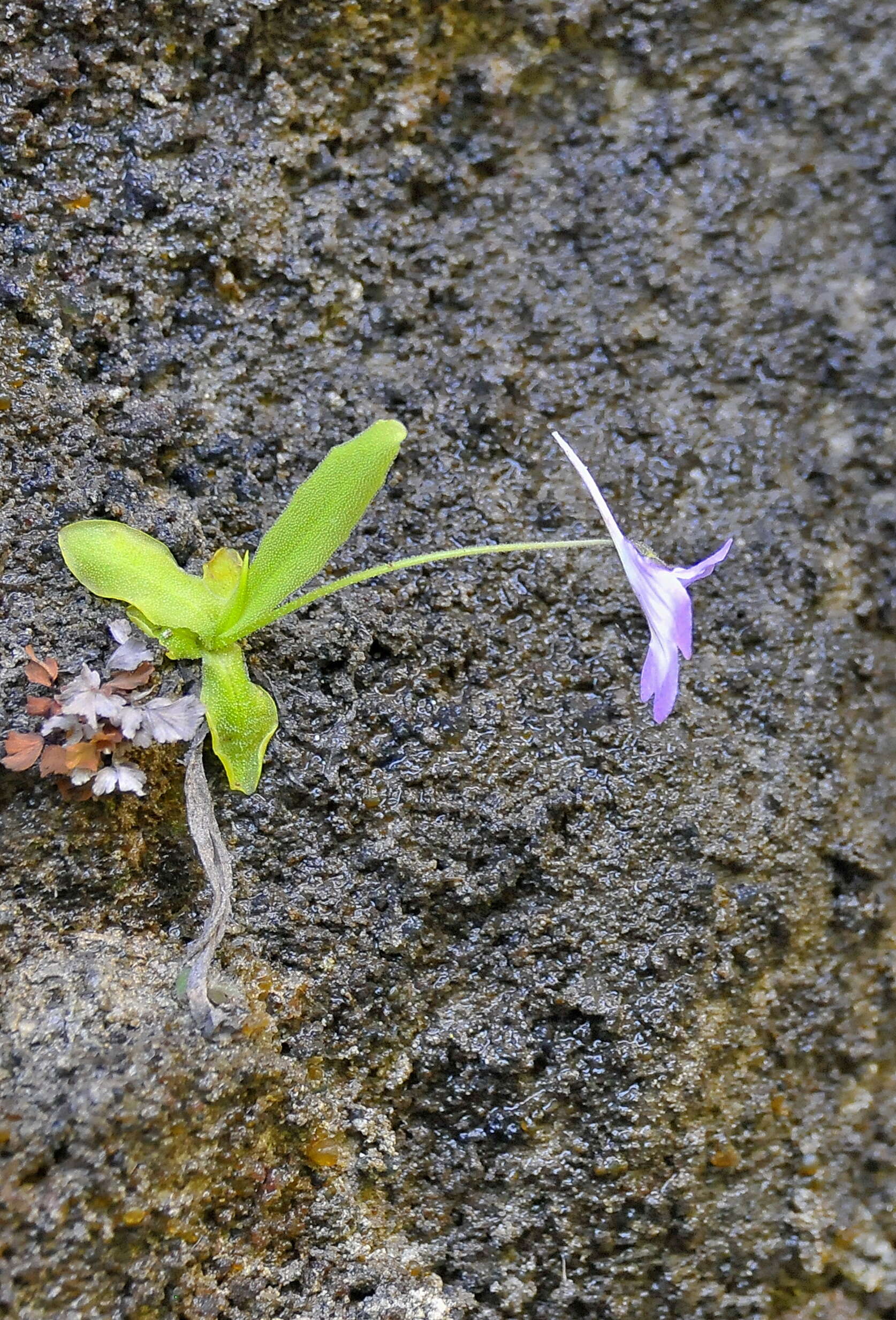 Image of Pinguicula longifolia DC.