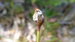 Image of yellow-eyed-grass family