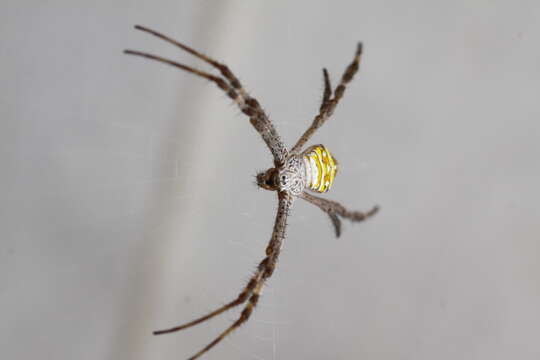 Imagem de Argiope