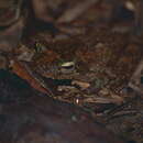 Image of Brown-spotted Treefrog