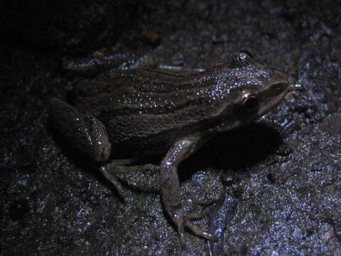 Image of Chorus Frogs