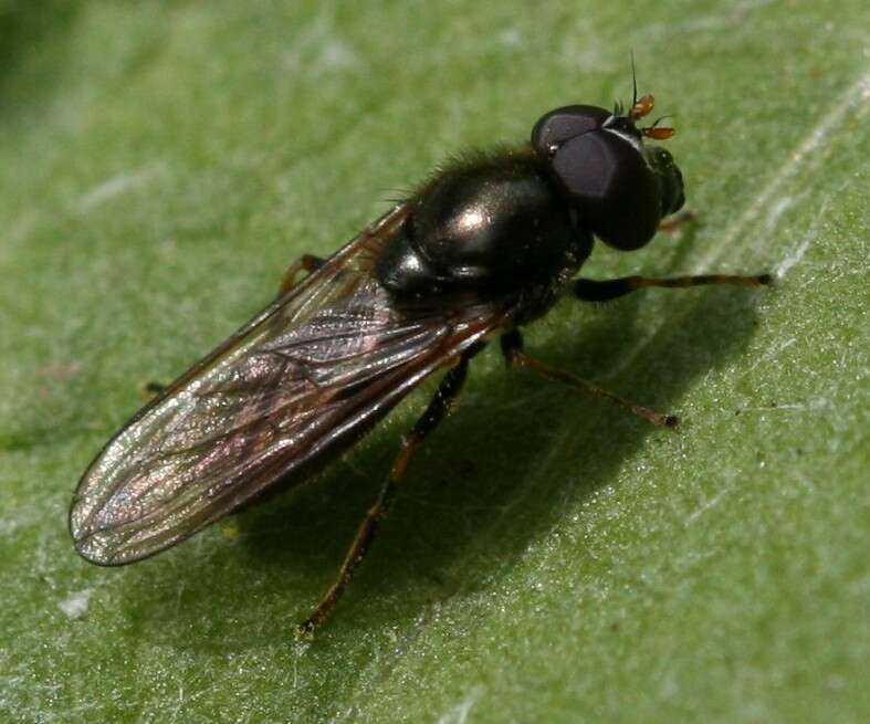 Image of hoverfly