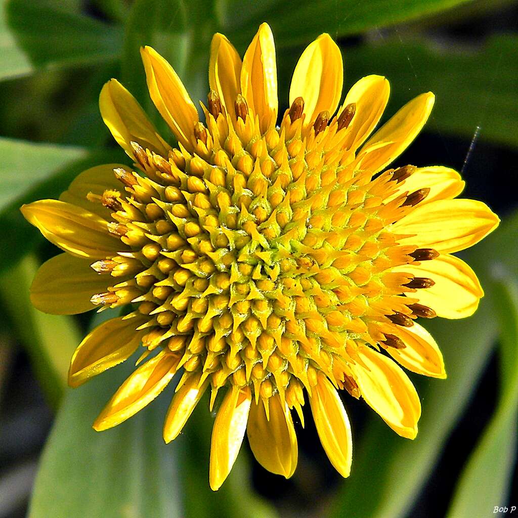 Image of seaside tansy