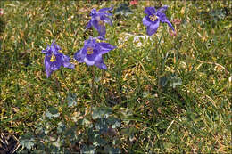 Image of Aquilegia iulia E. Nardi