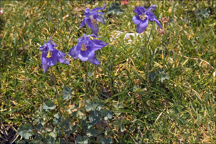 Image of Aquilegia iulia E. Nardi