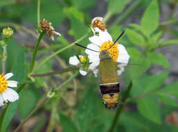 Image of Coffee Clearwing