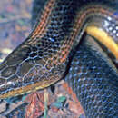 Image of Macleays Water Snake