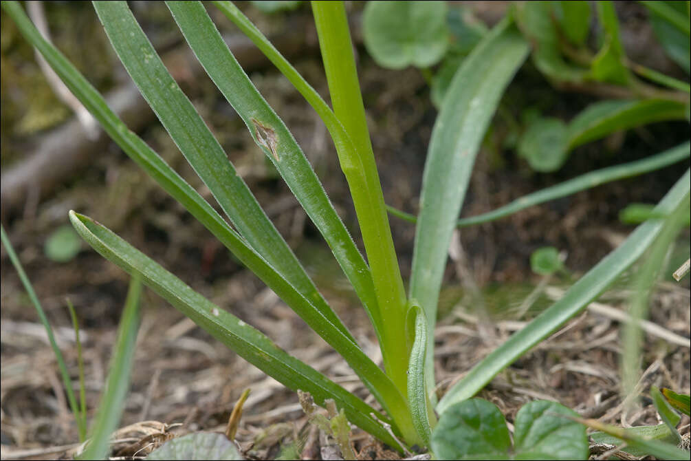 Image of Gymnadenia widderi (Teppner & E. Klein) Teppner & E. Klein