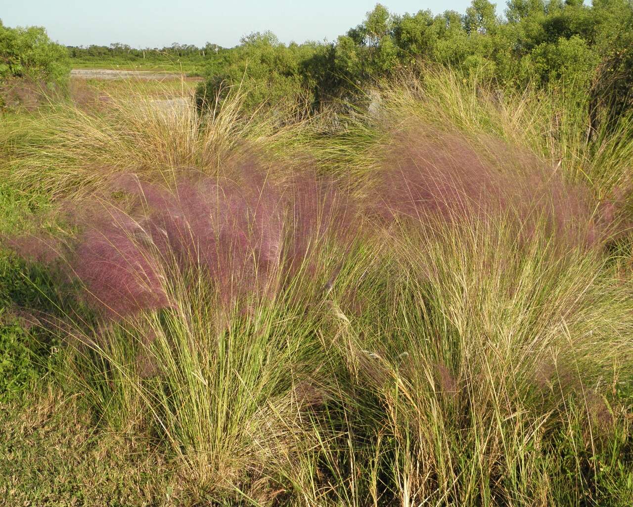 Image of hairawn muhly