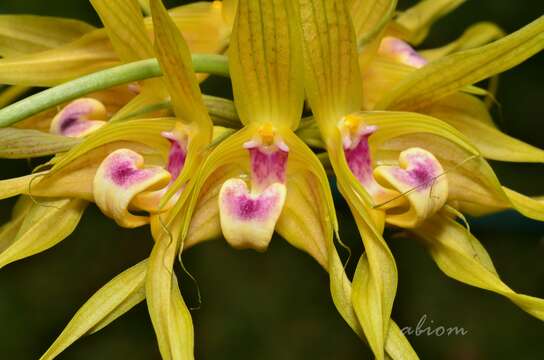 Bulbophyllum virescens J. J. Sm.的圖片