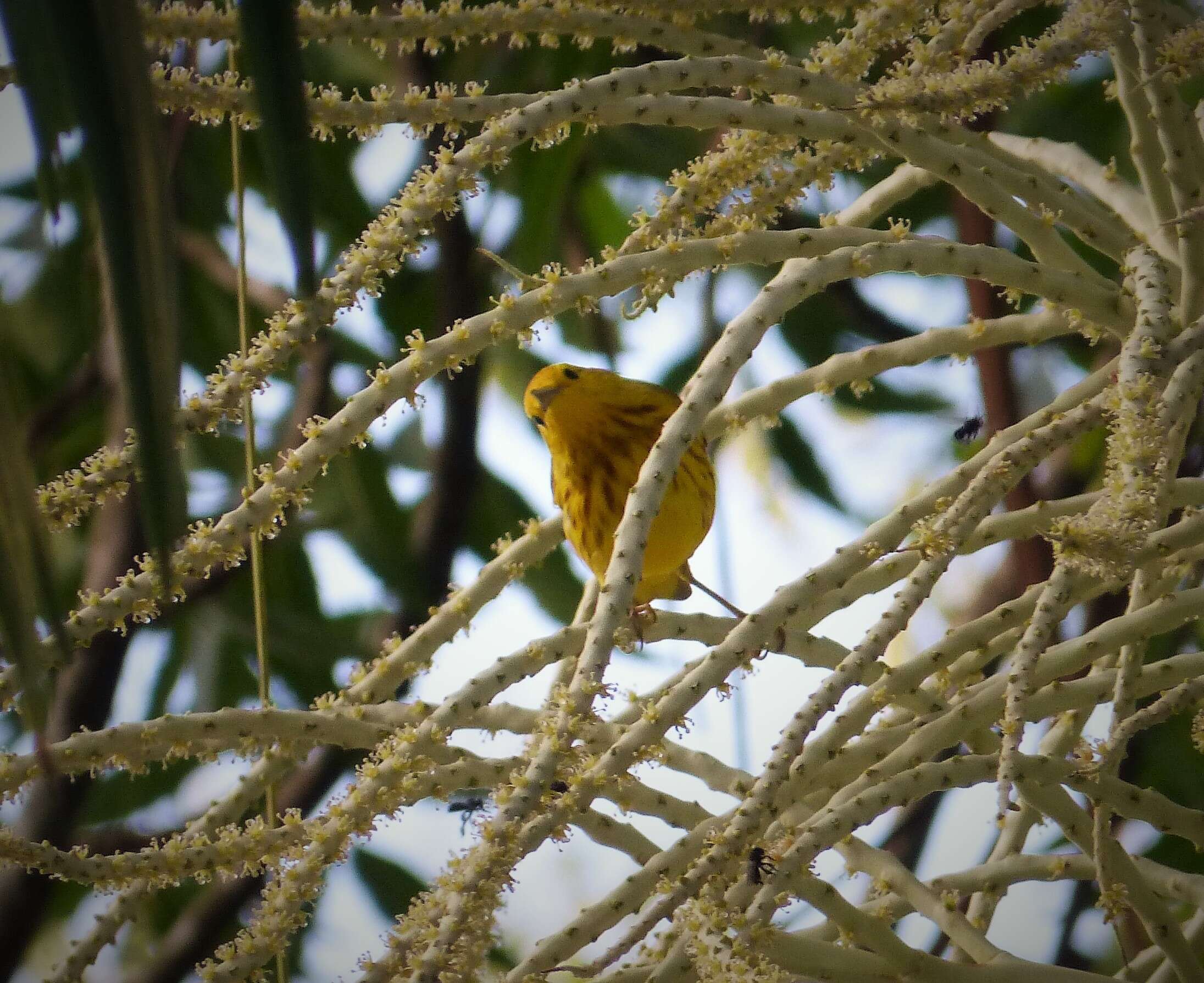 Image de Paruline des mangroves