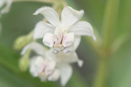 Image of Milkweed