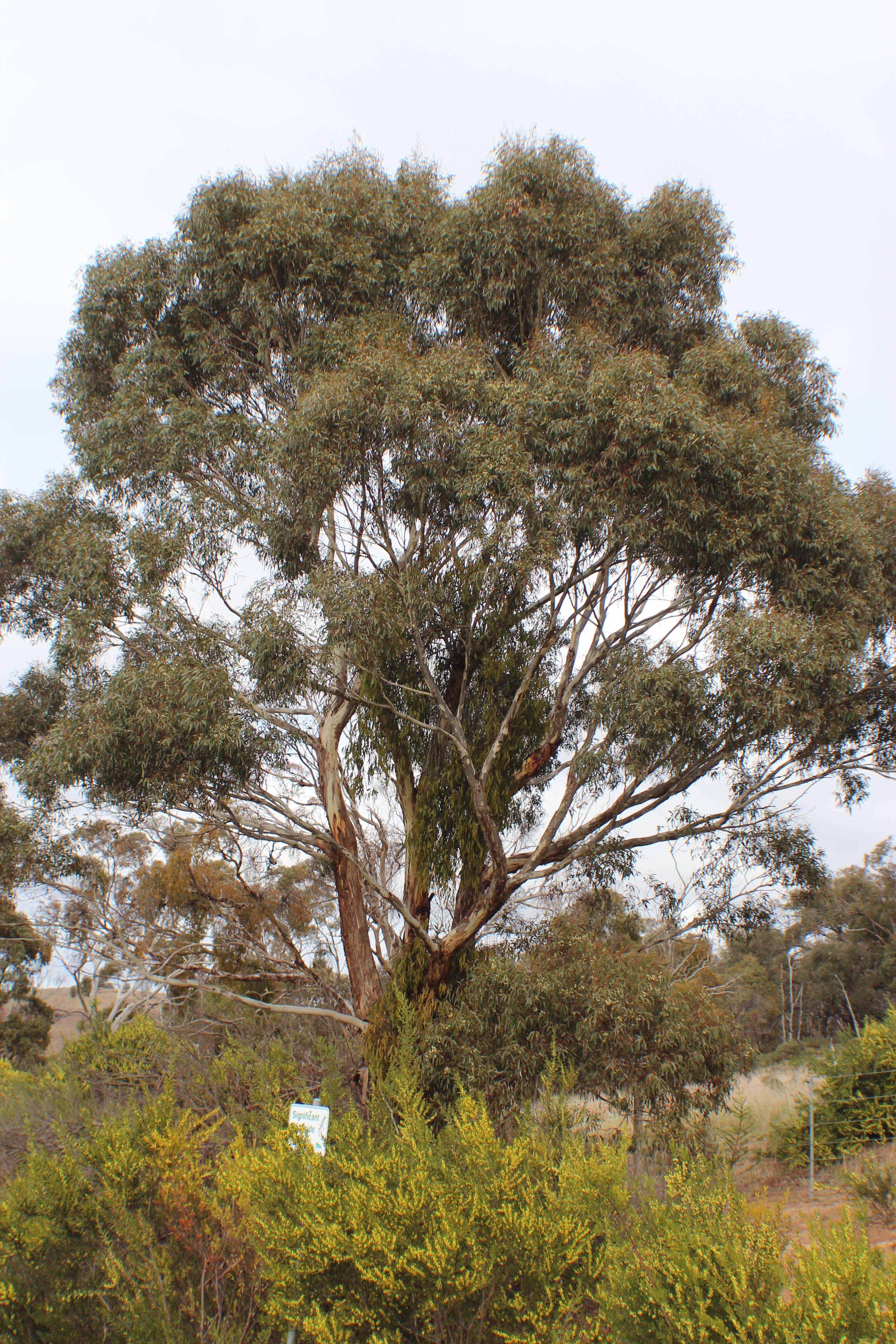 Image de Eucalyptus leucoxylon subsp. connata K. Rule