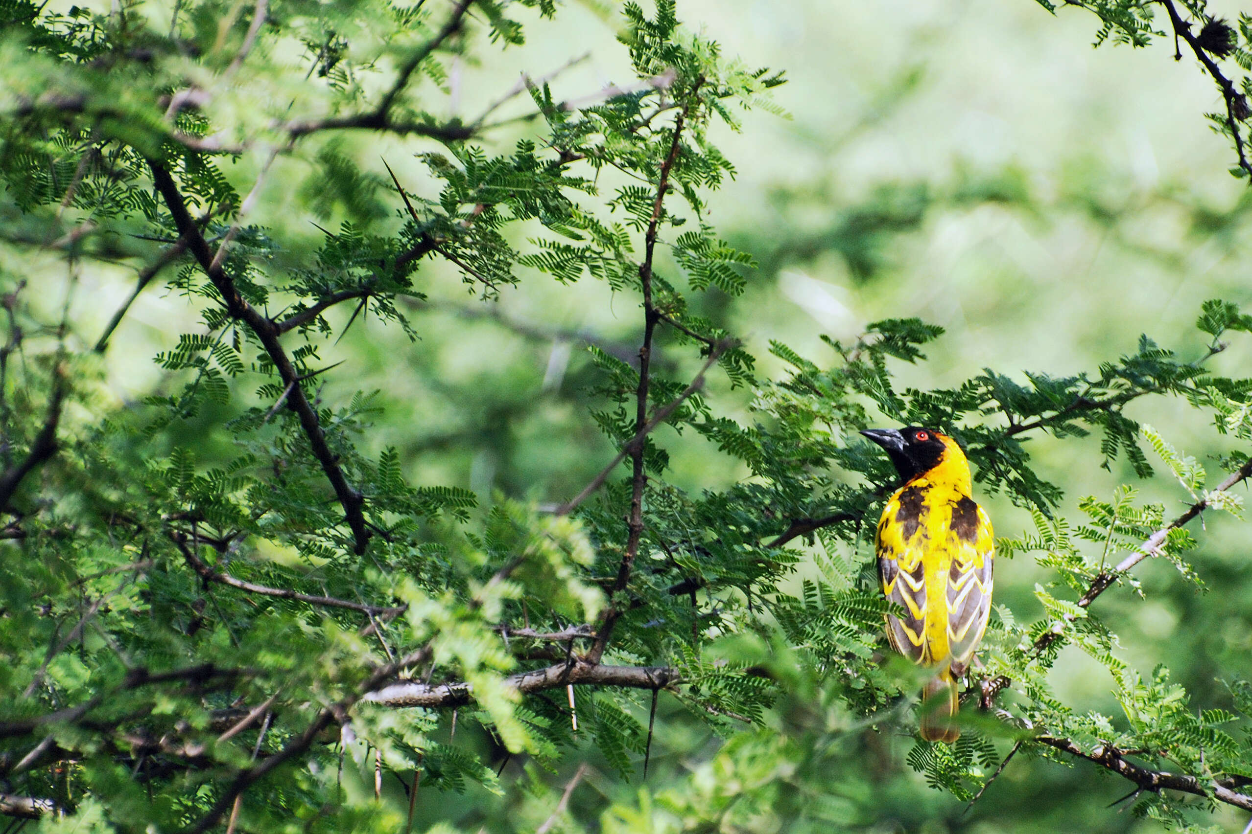 Image of Speke's Weaver