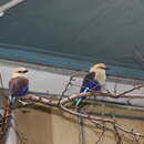 Image of Blue-bellied Roller