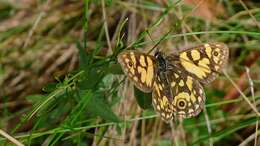 Image of Lepidoptera