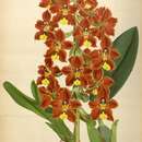 Image of Otoglossum brevifolium (Lindl.) Garay & Dunst.