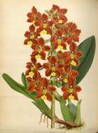 Image of Otoglossum