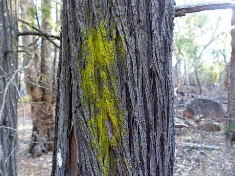 Image of Chrysothricaceae