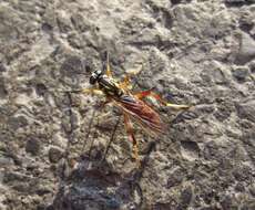 Image of Xylomya americana (Wiedemann 1821)