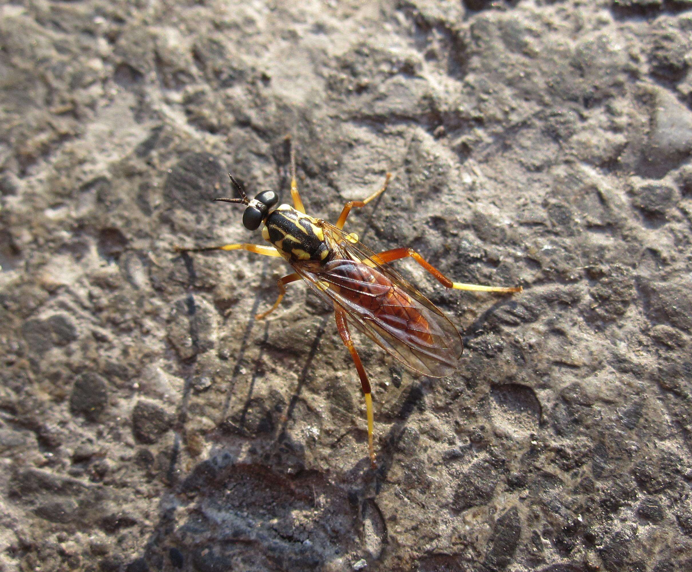 Image of xylomyid flies