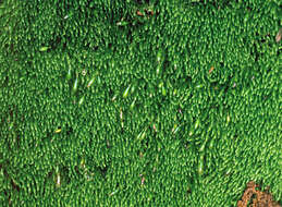 Image of copper moss