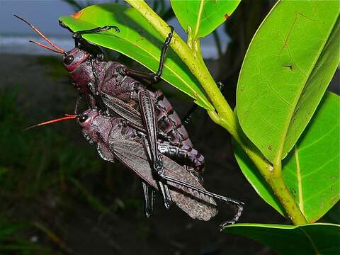 Image of lubber grasshopper