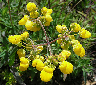 Image of Calceolaria salicifolia Ruiz & Pav.