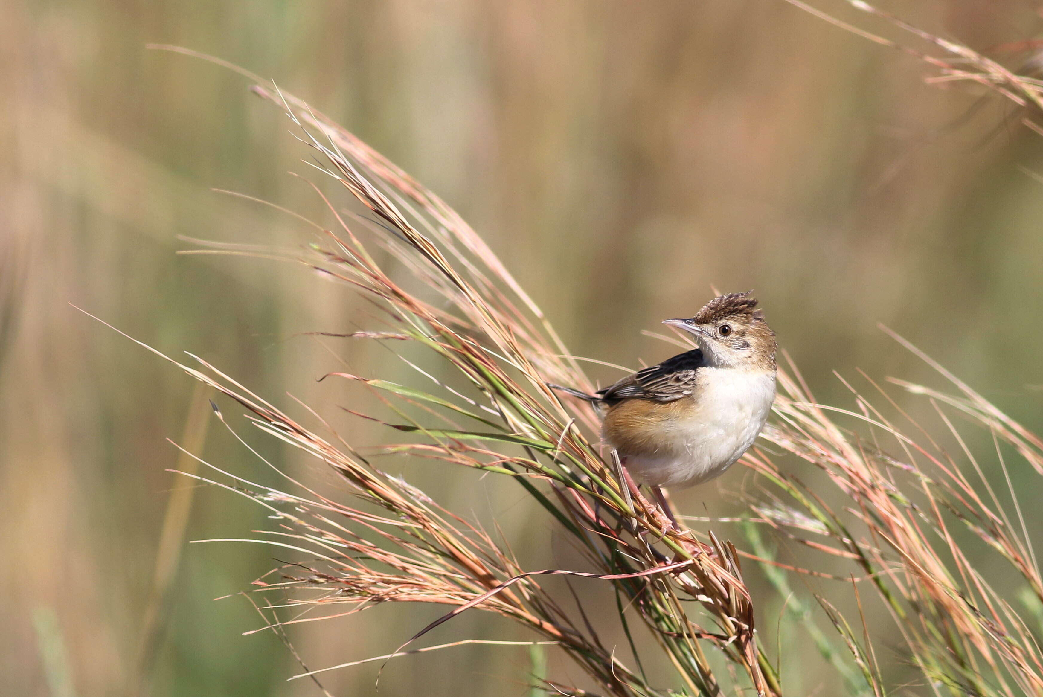 Image of Cisticola Kaup 1829