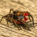 Image of Habronattus americanus (Keyserling 1885)