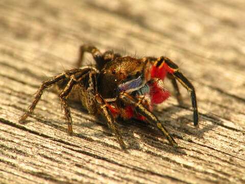 Image of paradise spiders