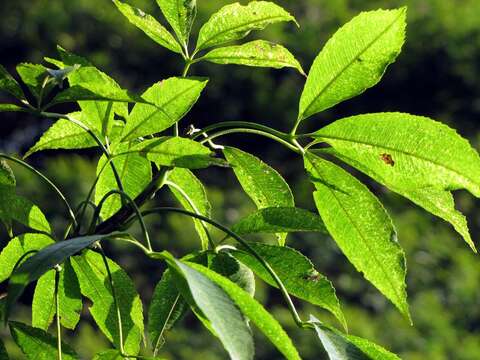 Image de Ceiba