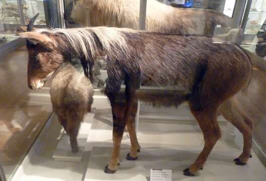 Image of Sumatran serow