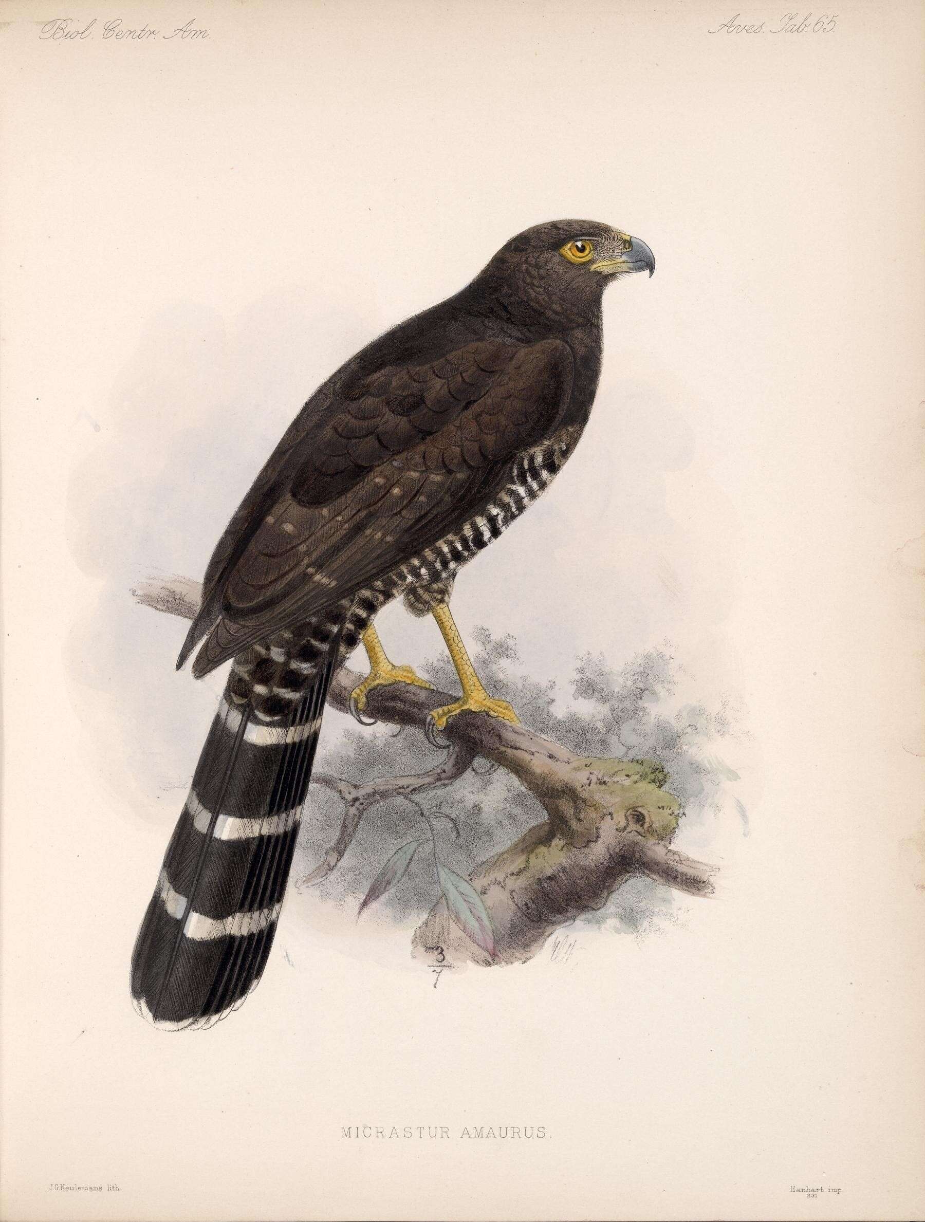 Image of Collared Forest Falcon