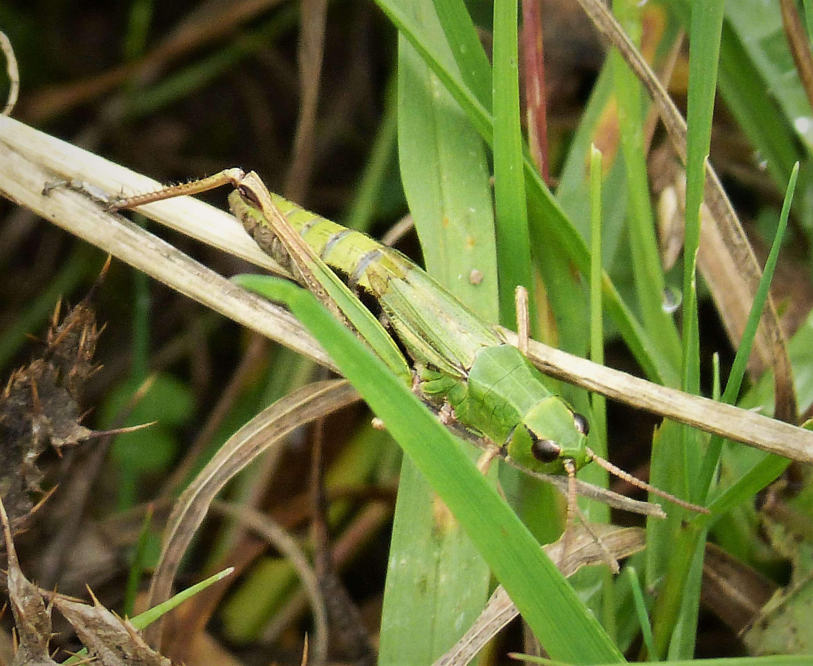 Image of Pseudochorthippus