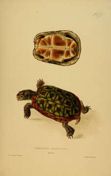 Image of Cape Tortoises