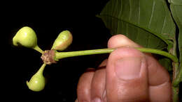 Image of Cymbopetalum brasiliense (Vell.) Benth. ex Baill.