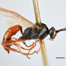 Image of Ichneumon vulneratorius Zetterstedt 1838