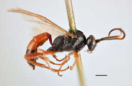 Sivun Ichneumon vulneratorius Zetterstedt 1838 kuva