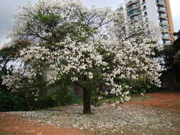 Image de Ceiba