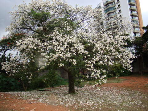 Image of Ceiba glaziovii (Kuntze) K. Schum.