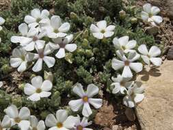 Imagem de Phlox condensata (A. Gray) E. Nels.