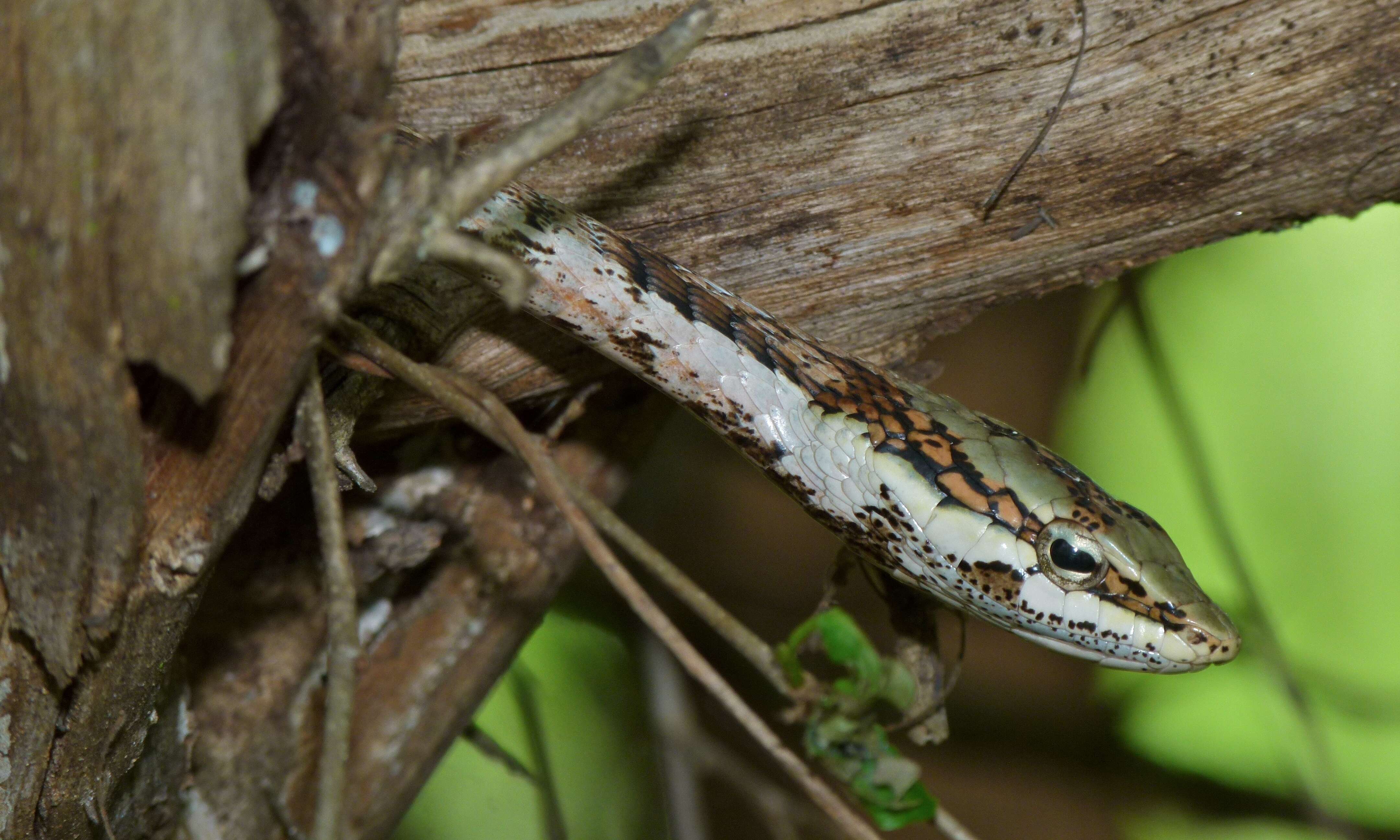 صورة Thelotornis capensis A. Smith 1849