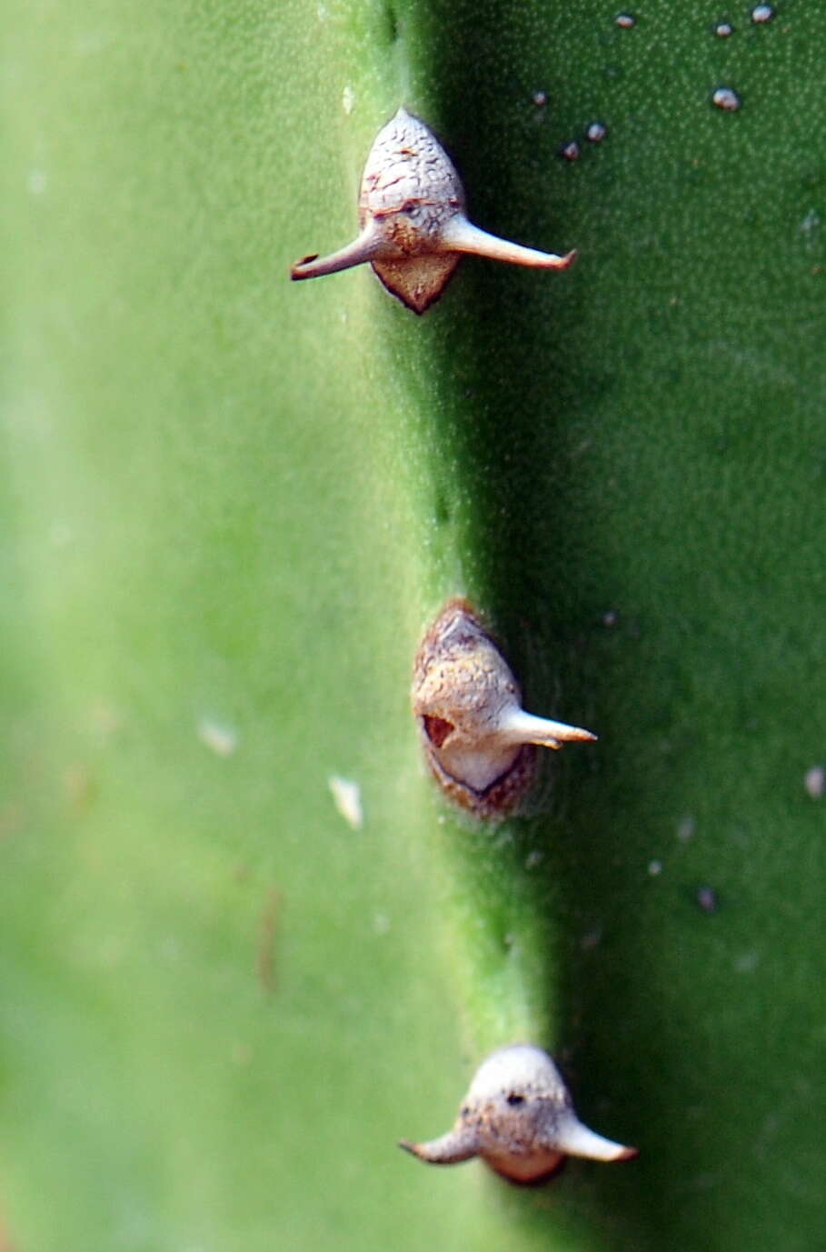 Imagem de Euphorbia canariensis L.