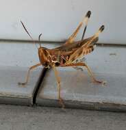 Image of Admirable Grasshopper