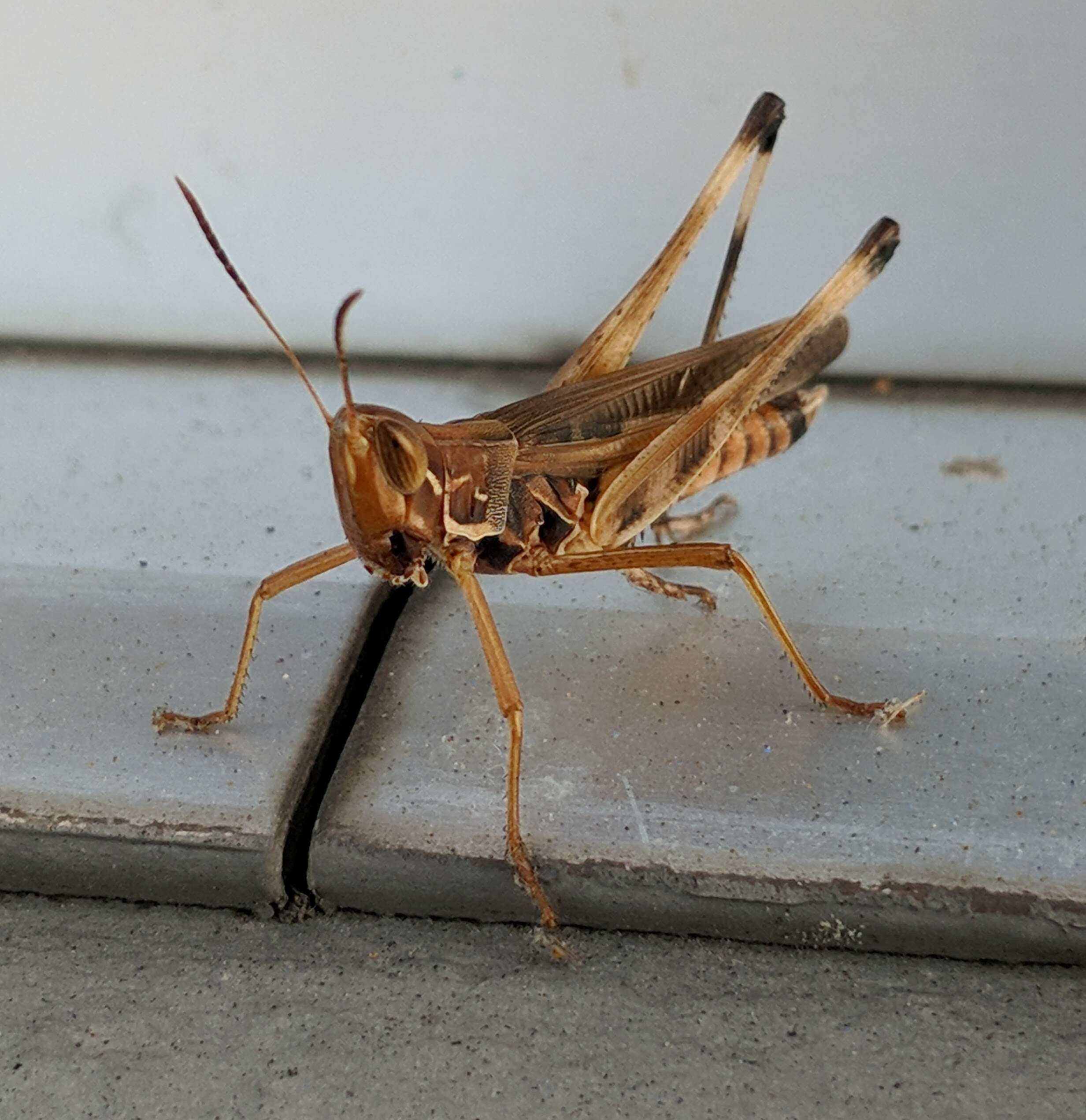 Image of Admirable Grasshopper