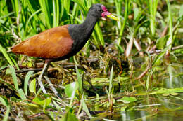 Image of Wattled Jacana