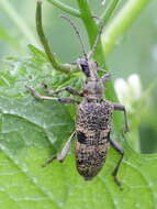 Image of Blackspotted Pliers Support Beetle