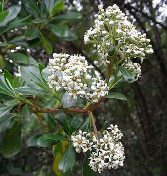 Image of Escallonia paniculata (Ruiz & Pav.) Roem. & Schult.