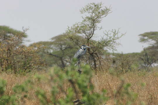 Image of Black-headed Heron